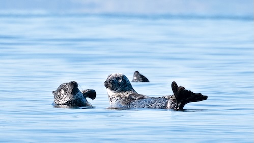 SÆL foto Lars Ostenfeld kopi 500